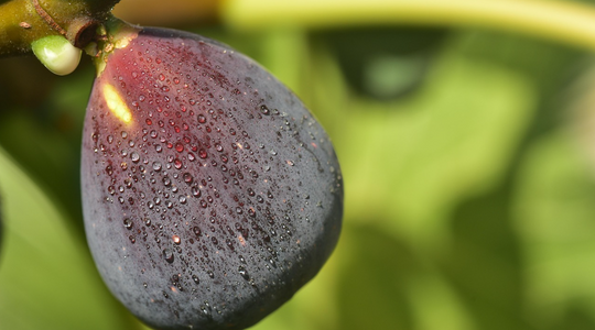 Main image for Fig Is the Note That Gets You From August to October