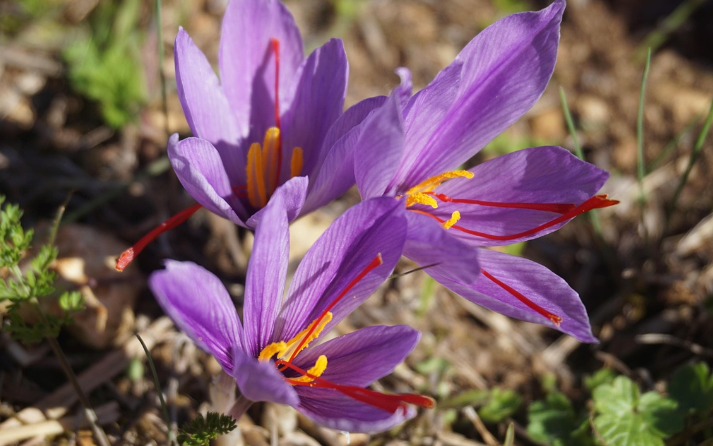 saffron flower blooming in the sunshine